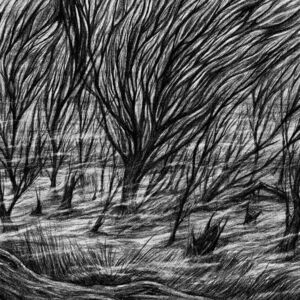 The Eternal Marshes