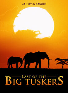 Last Of The Big Tuskers