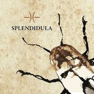 Splendidula [Import]