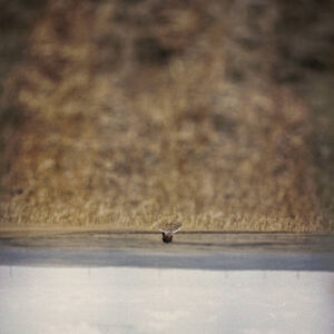 Hands That Bind (Original Soundtrack) , Jim O'Rourke