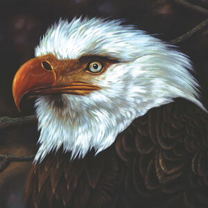 The Hawk Is Howling , Mogwai