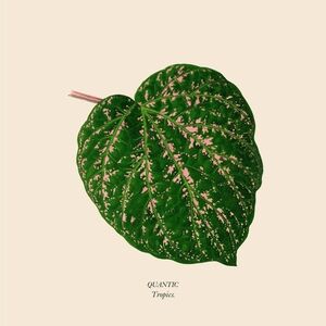 Tropics , Quantic