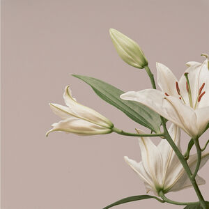 Turn The Light On: Acoustic Reimagination V1