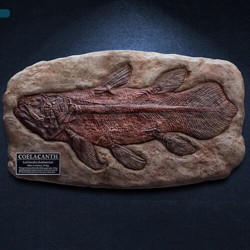 COELACANTH FOSSIL REPLICA