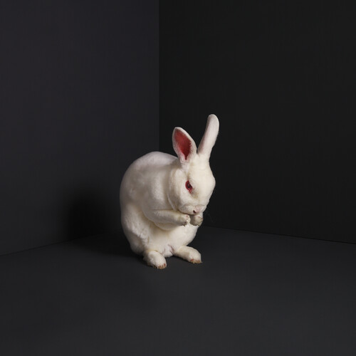 Brume - Rabbits (Solid White Vinyl) (Wht)