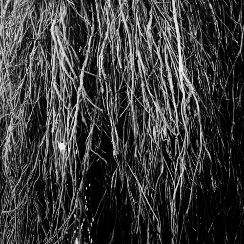Eraldo Bernocchi / Cavalera,Iggor / Merzbow - Nocturnal Rainforest vinyl record cover