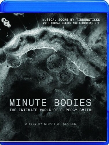 Minute Bodies