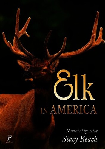 Elk in America