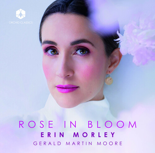 Rose in Bloom