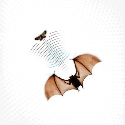 Echolocation - Gray
