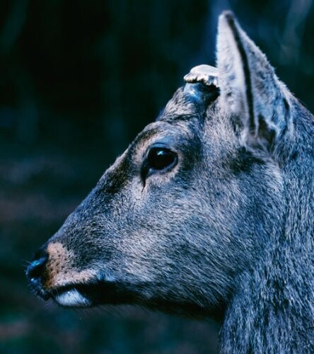 Toe - Book About My Idle Plot On A Vague Anxiety