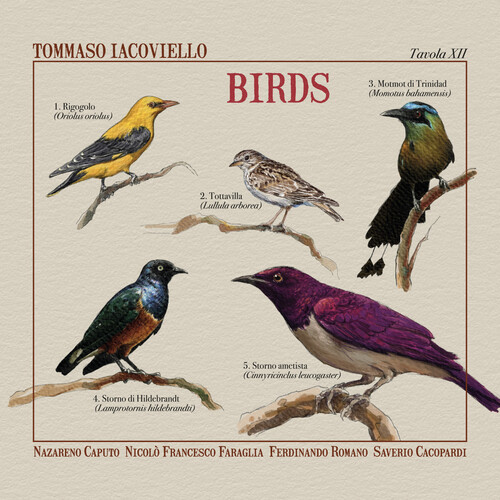 Birds