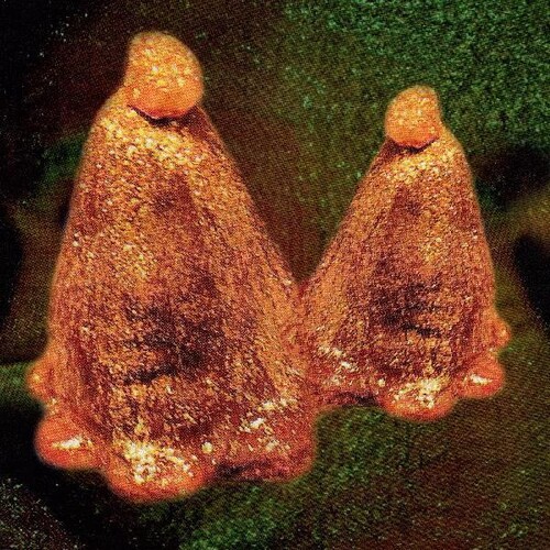 Oocyte Oil & Stolen Androgens