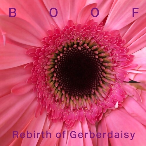 Rebirth of Gerberdaisy