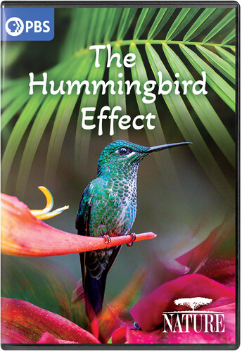 NATURE: The Hummingbird Effect