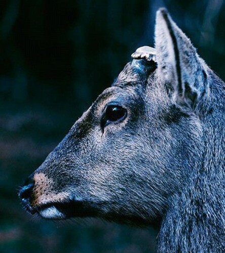 Toe - Book About My Idle Plot On A Vague Anxiety