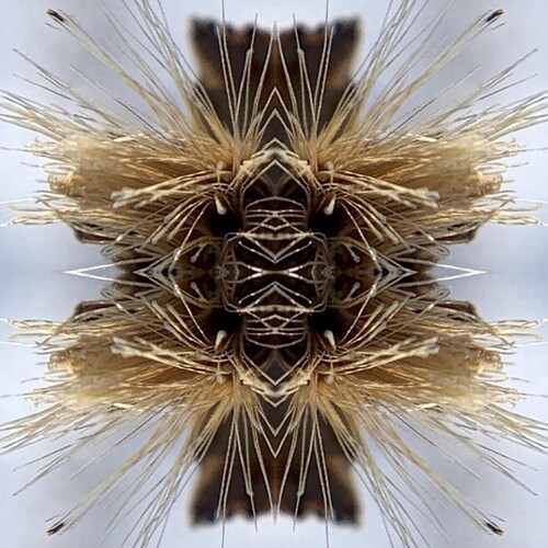 Sutra