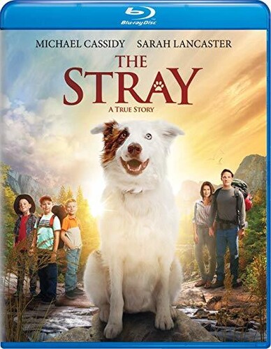 The Stray