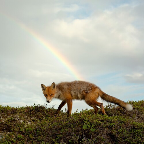 Buck Meek (Translucent Green Vinyl)