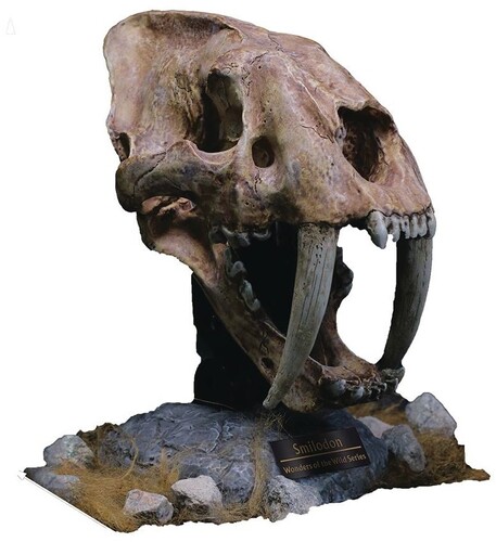 SMILODON SKULL FOSSIL