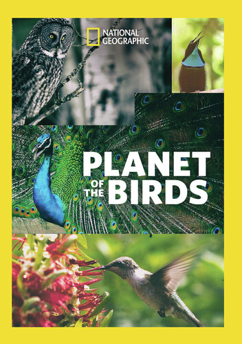Planet of the Birds