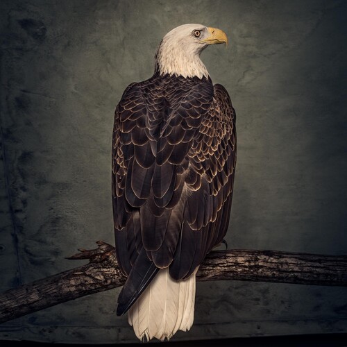 Clutch - Book Of Bad Decisions [Indie Exclusive Limited Edition Coke Bottle Clear LP]