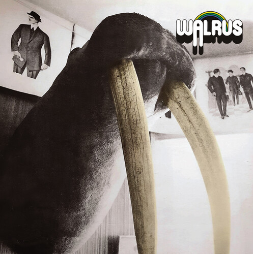 Walrus