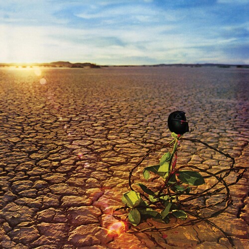 Black Rose