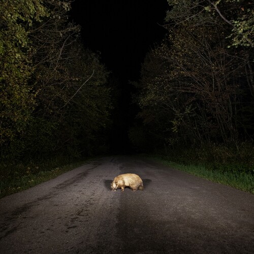 Badger